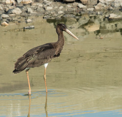 Black Stork Fishing