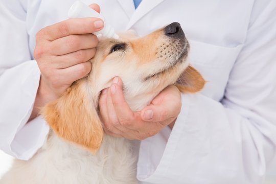 Veterinarian examining a cute dog
