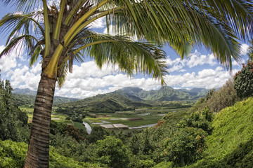 hawaii kauai fields aerial view