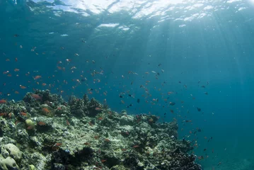 Foto op Aluminium 海底に差し込む光と小魚の群れ © blueworldsender