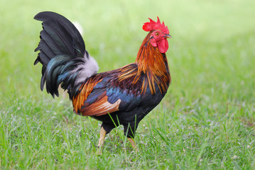 A brightly colored cockerel in a field state at thailand green b