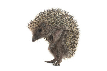 hedgehog