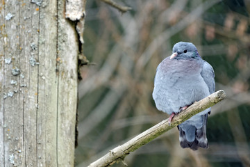Hohltaube (Columba oenas)