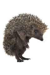hedgehog