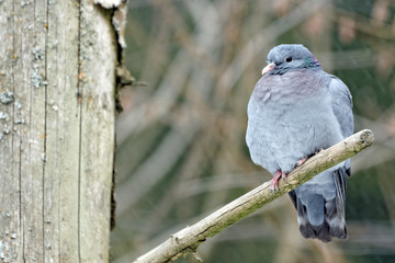 Fototapeta premium Hohltaube (Columba oenas)