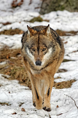 Wolf ( canis lupus )