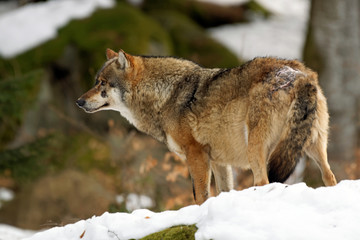 Wolf ( canis lupus )