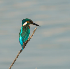 Common Kingfisher