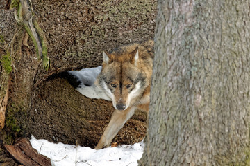 Wolf ( canis lupus )