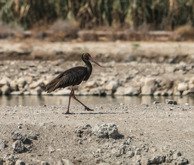 Black Stork 