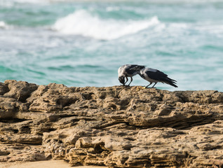 Hooded crows on the sea shore