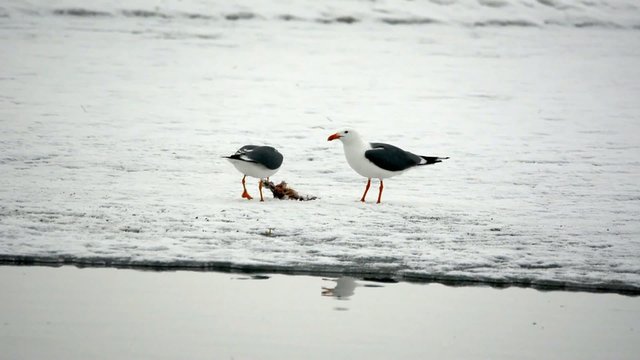 По льду возле полыньи, две чайки поймали большую рыбу.