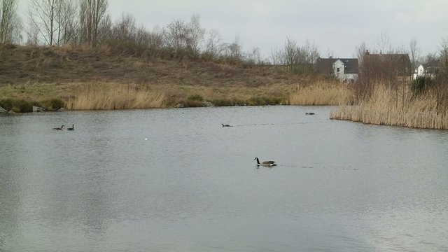 Unruhige G&auml;nsev&ouml;gel
