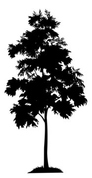 Acacia tree and grass silhouette