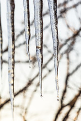 Icicles close up in the spring evening