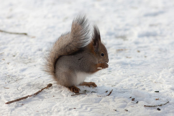 squirrel on the snow