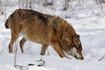 Wolf ( canis lupus )