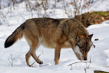 Naklejka premium Wolf ( canis lupus )