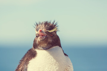 Naklejka premium Rockhopper