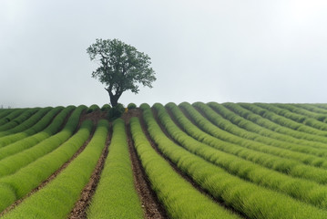 rangée de lavande au printemps et l'amandier solitaire