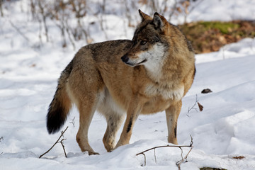 Wolf ( canis lupus )