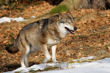 Naklejka na ściany i meble Wolf ( canis lupus )