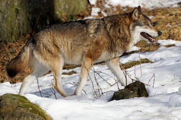 Wolf ( canis lupus )