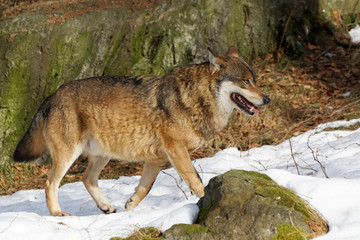 Obraz premium Wolf ( canis lupus )