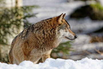 Wolf ( canis lupus )