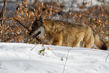 Wolf ( canis lupus )
