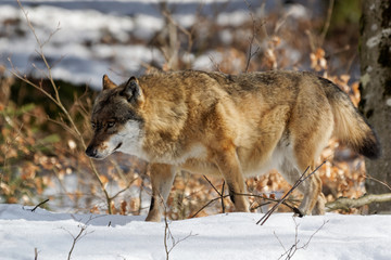 Wolf ( canis lupus )