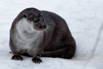 Fischotter