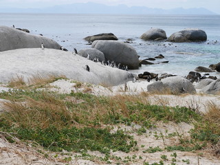 Pinguine am Boulders Beach