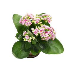 Pink Flower Isolated on White