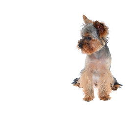 Portrait Puppy Yorkshire Terrier