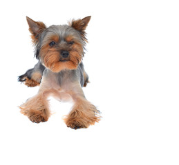 Portrait Puppy Yorkshire Terrier