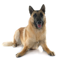 malinois
