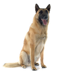 malinois