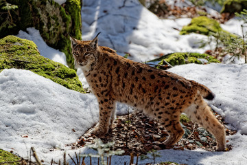 Luchs (lynx lynx)