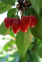 grappe de cerises sur leur branche