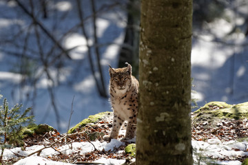 Luchs (lynx lynx)