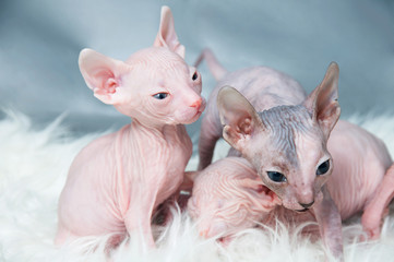 Sphynx hairless kittens   on fur, light laying