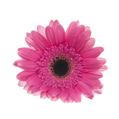 Gerbera Flower Isolated on White Background