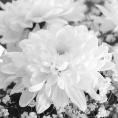 Fototapeta na wymiar Bouquet of Chrysanthemums Isolated