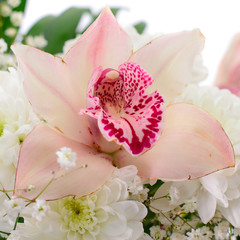 Pink Lily Isolated on White Background