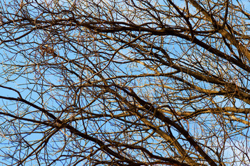 Bare tree branches against blue sky