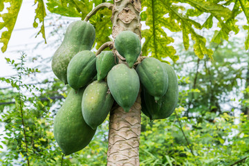 papaya on the papaya tree