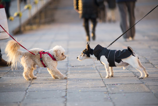 Two dogs meeting on a walk