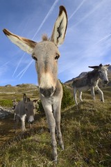 donkey, Equus africanus asinus