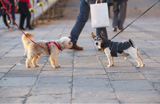 Two Dogs Meeting On A Walk